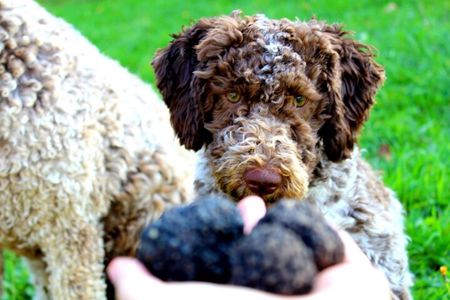 Truffle Hunting & Lunch halfway from Parma to Cinque Terre