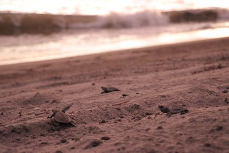 Release of Sea Turtles in Camp Tortuguero 