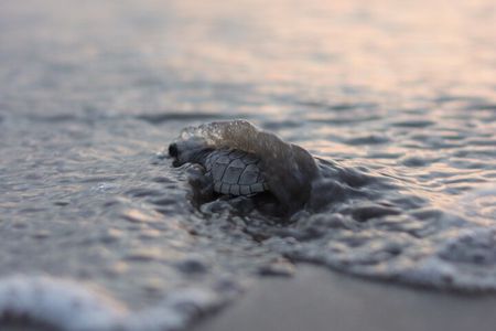 Release of Sea Turtles in Camp Tortuguero