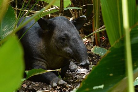 Hike in Corcovado National Park 