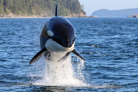 Guaranteed Whale Watch Tour from Anacortes