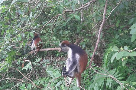 Half day Tour of Jozani Forest Mangroves