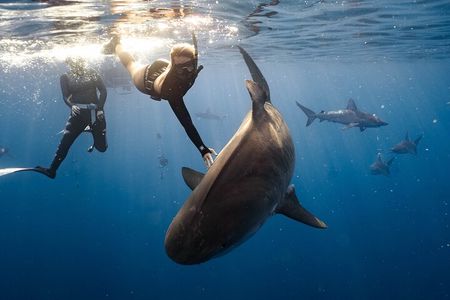 Shark Dive Private Charter No Cage