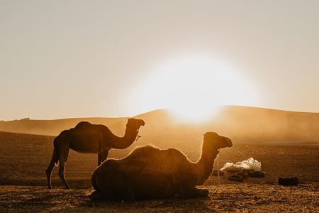 Agafay Desert : Quad Bike and Camel Ride