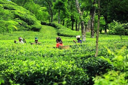 5 Days Private Bangladesh Tour Tea & Rainforest
