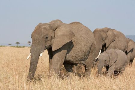 Overnight safari to Amboseli National Park from Nairobi