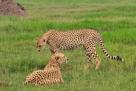 Nairobi National Park, Elephant Orphanage and Giraffe Center Tour