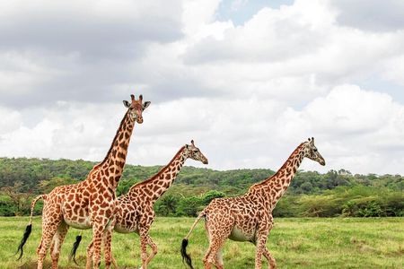 3 Days Maasai Mara Small Group Safari from Nairobi in a 4x4