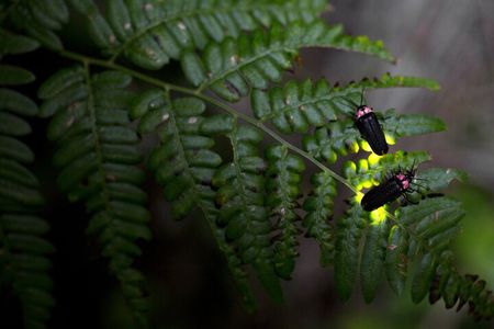 Nighttime Forest Firefly Hike