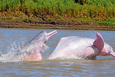  Iquitos: 2 Day Amazon Rainforest Discovery - Iquitos Jungle Tour