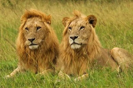 Safari Tour : Nairobi National Park