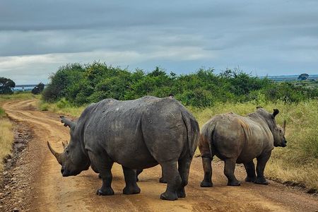 Private Safari Tour : Nairobi National Park