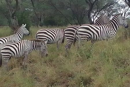 1 Day Nairobi National Park and Giraffe Centre Tour