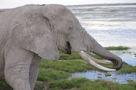 Amboseli 2 night budget safari