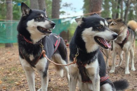 Husky Trekking in Natural Park near Vilnius