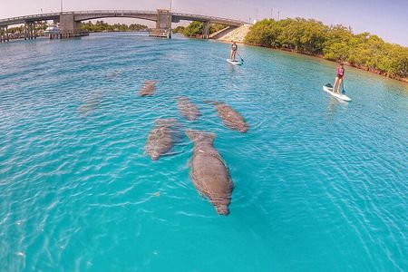 Private Jupiter Island Guided Paddle Boarding Tour