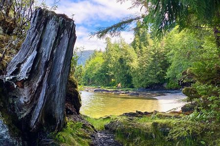 3-Hour Rainforest, Beach & Wildlife Walk