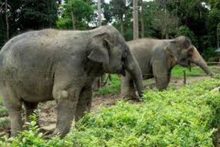 Full Day Elephant Sanctuary Tour with lunch Local food