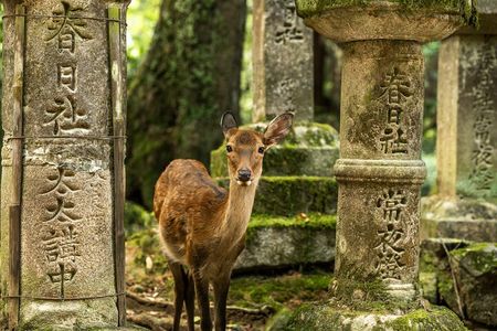 Private Japanese Ancient Tour from Kyoto to Nara