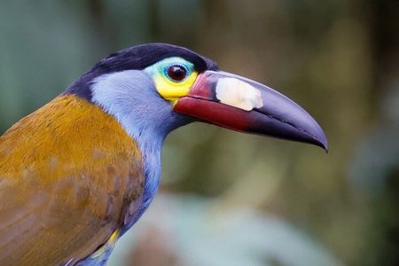 Mindo Cloud Forest Guided Private Tour 