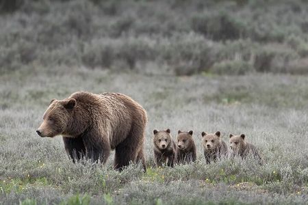 Sunrise and Sunset Tour of Grand Teton