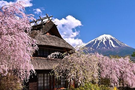 Experience the Stunning Nature of Mt.Fuji - Private Tour
