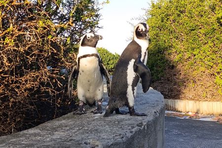 Cape of Good Hope and Boulder's Beach Small Group Tour