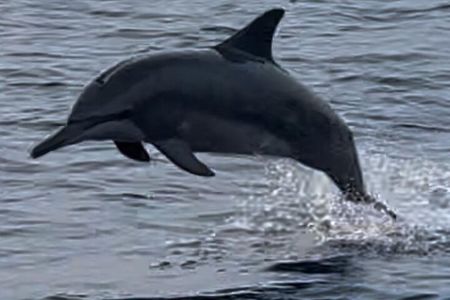 Sustainable Dolphin Watching in Pemuteran