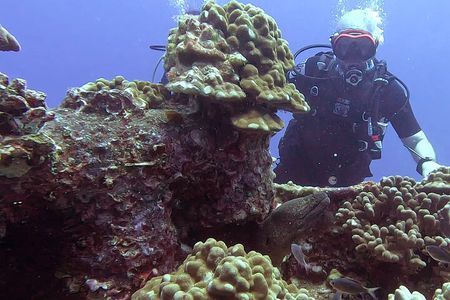 4 Hour Guided Scuba Diving Adventures in Waikiki