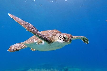 Diving for licensed divers