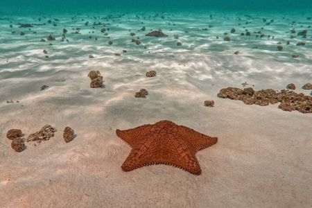 Snorkel in Paradise Cozumel El Cielito Palancar Reef Colombia