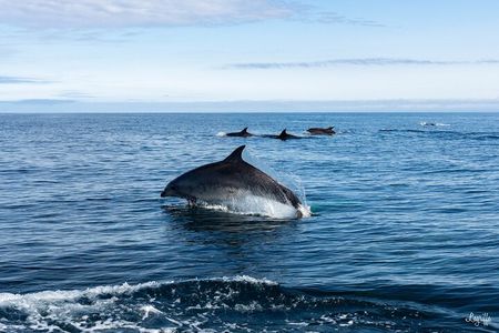 Cetacean Boat Tours in the Basque Country