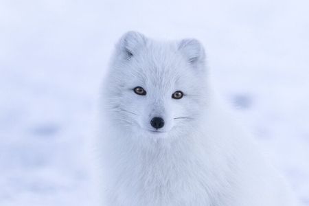 From Rovaniemi: Tour to Ranua Zoo+Lunch