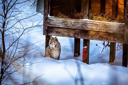 From Rovaniemi: Tour to Ranua Zoo+Lunch