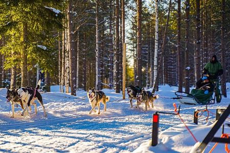 Arctic Husky Adventure in Rovaniemi