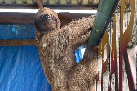 Monkeys and sloths, private tour , and beach