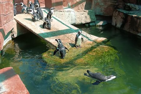 Addo Elephant National Park and Coastal Tour Combo 