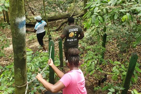 Ken's Panoramic Rainforest Tour
