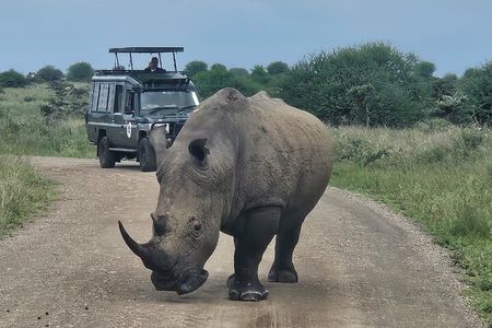 Nairobi National Park Safari–Adventure at City’s Edge Free PickUp