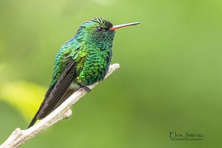 Private Birdwatching Tour with a Guide in Cozumel