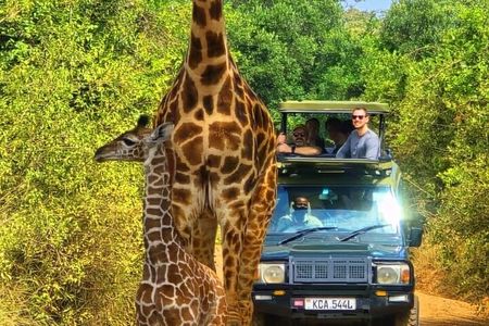 Nairobi National Park Half Day Tour with Landcruiser with Pickup