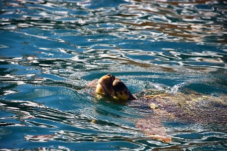 Glass Bottom Boat Tour Myzithres & Turtle Adventure