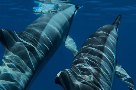Magic Moments: Intimate Meeting with the Dolphins
