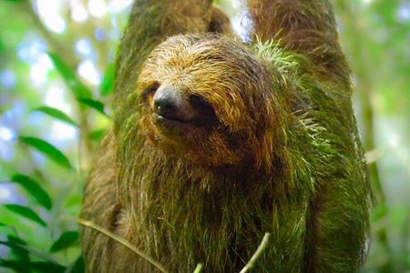 Sloth Watching Experience Arenal