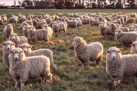Farm and Wine Experience Half Day in Queenstown, Central Otago. 