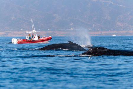Whale Watching with O’side Whales