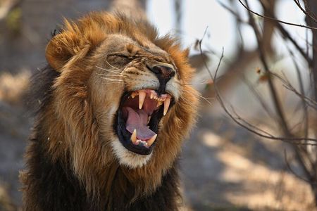 Nairobi National park And Giraffe Center: Free Wi-Fi Connection