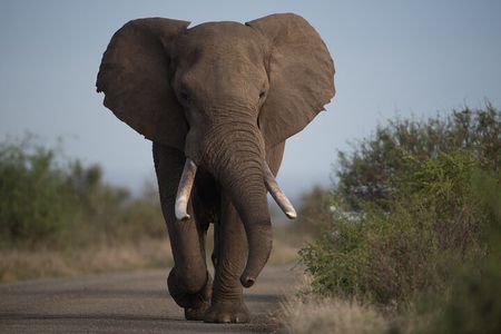 2 Days 1 Night Tour to Amboseli National Park with Jeep 4x4