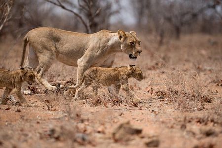 Nairobi National Park, Elephant Orphange and Girrafe Center