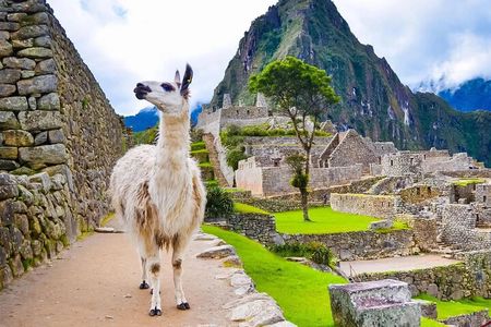 Machu Picchu Half Day Tour from Aguas Calientes